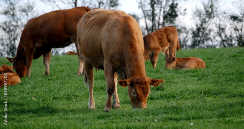 Limousin Domestic Cattle  Cows and Calves  Loire Countryside in France