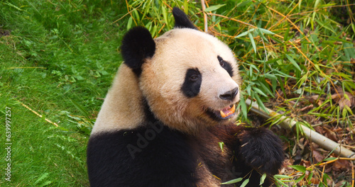 Giant Panda  ailuropoda melanoleuca  Adult eating Bamboo Leaves