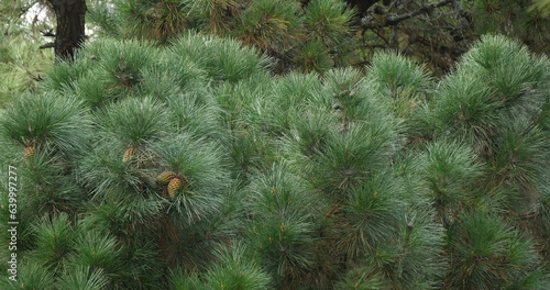 Branches of Maritime Pine, pinus pinaster, showing cones and needles on the tree, La Baule Escoublac in Loire in France