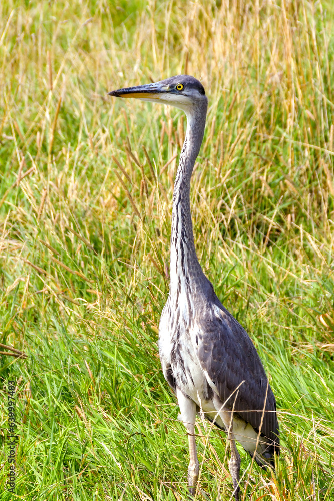 Fototapeta premium Heron standing in long grass in a public park near a coastal town. No people.