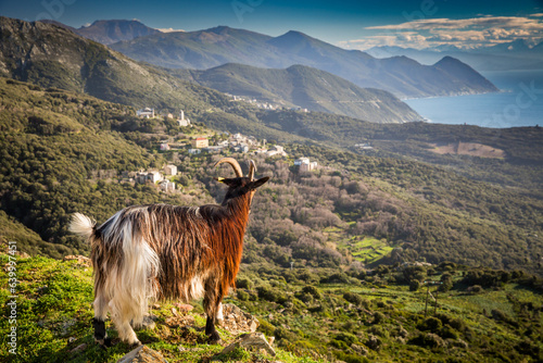 Goat with a background of Centuri village, Cape Corse peninsula, Corsica, France