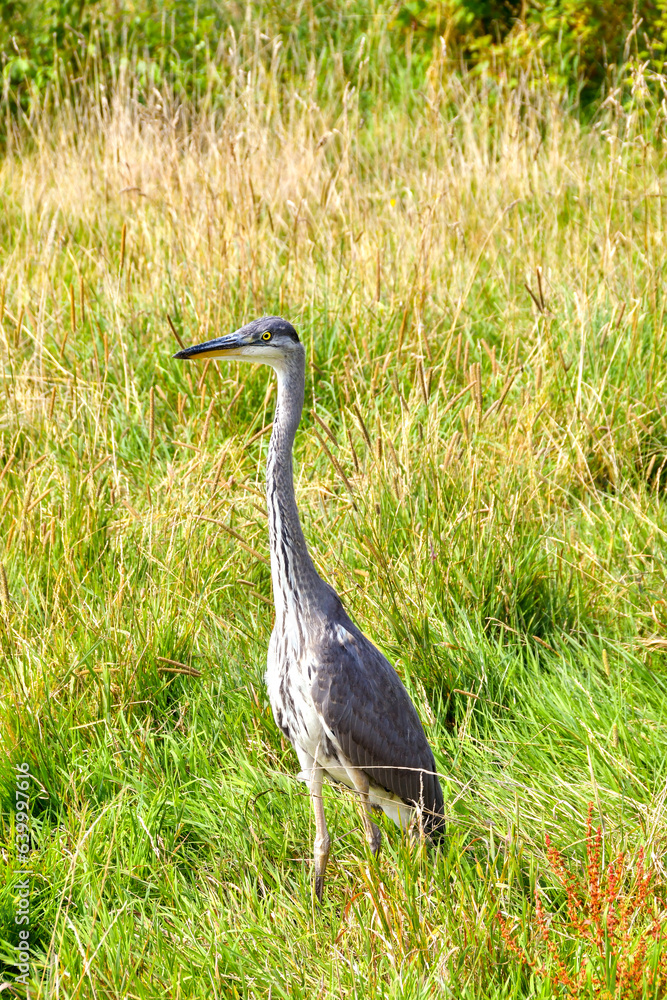 Fototapeta premium Heron standing in long grass in a public park near a coastal town. No people.