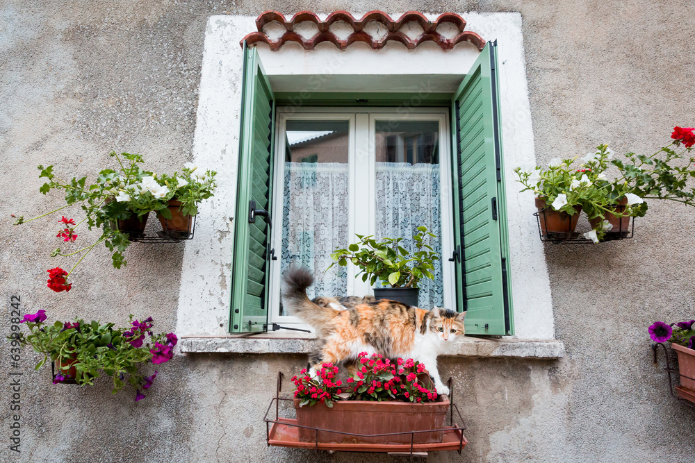 A cat is posing in a window in ancient mountain village of Speloncato in the Balagne region of Corsica island, France