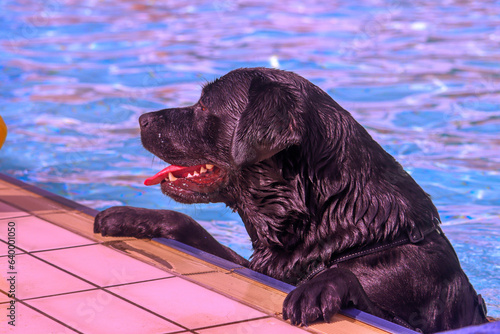 Canvas Print As farewell to outdoor swimming season, dogs were allowed in the Polderbad pool
