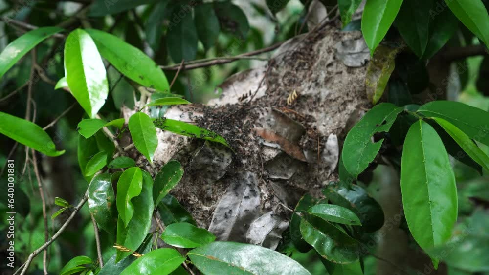 Ant nest of the species Polyrhachis laboriosa on a tree branch among dense green leaves Ant nest of the species Polyrhachis laboriosa on a tree branch among dense green leaves