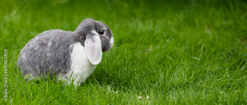 Cute little fluffy rabbit with long ears sitting in the green grass
