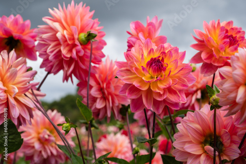 Stunning colourful dahlia flowers  photographed in a garden near St Albans  Hertfordshire  UK in late summer on a cloudy stormy day.