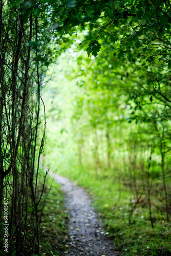 Forest path or footpath background, defocused