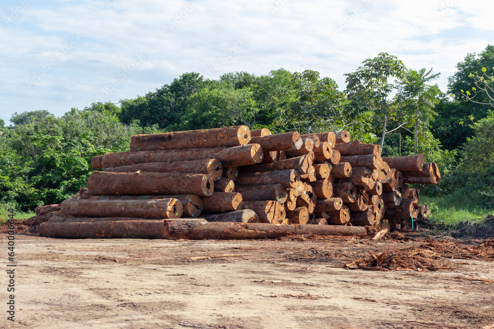 Sustainable Amazon logging: stockyard of native timber logs from managed forest area in brazilian Amazon region