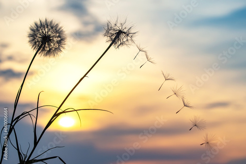 Dandelion seeds are flying against the background of the sunset sky. Floral botany of nature