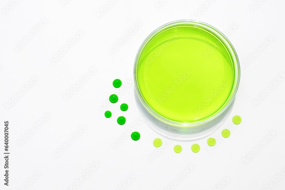 Petri dish with yellow-green liquid and drops on a white background. Scientific concept Petri dish with yellow-green liquid and drops on a white background. Scientific concept