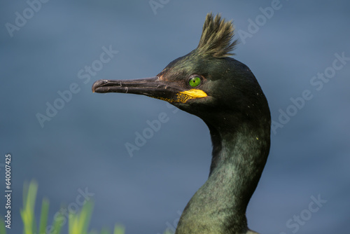 Billede på lærred A shag on Staffa Island in Scotland.