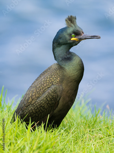 A shag on Staffa Island in Scotland.