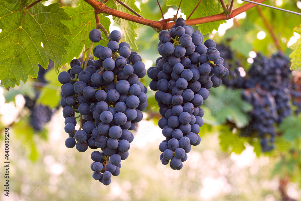 two bunches of blue wine grapes in the vineyard