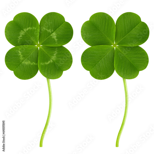 Clover isolated on white background, St. Patrick's Day symbol, full depth of field