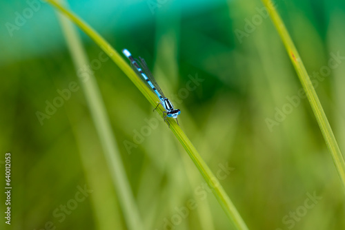 A brilliant light blue damselfly in the Canadian wilderness.