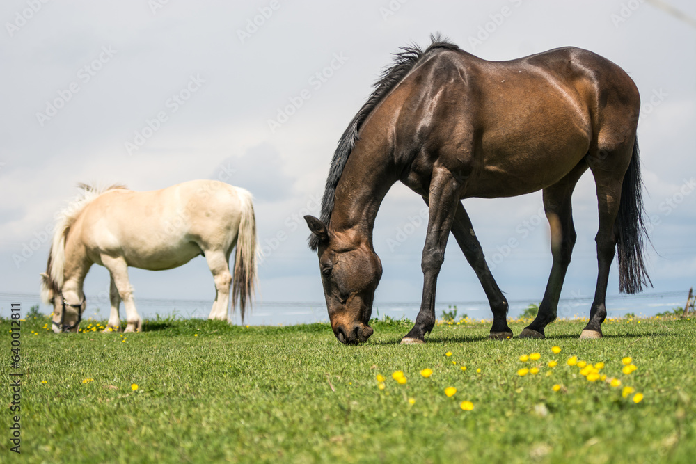 horses at pasture on a summer day horses at pasture on a summer day