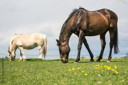 horses at pasture on a summer day © chorchephoto