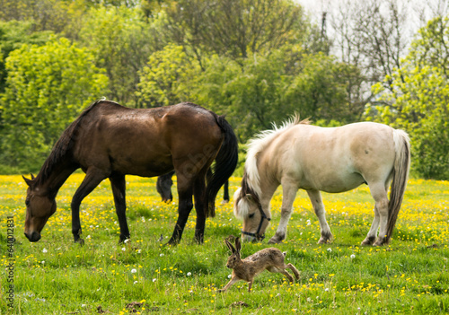 horses at pasture on a summer day