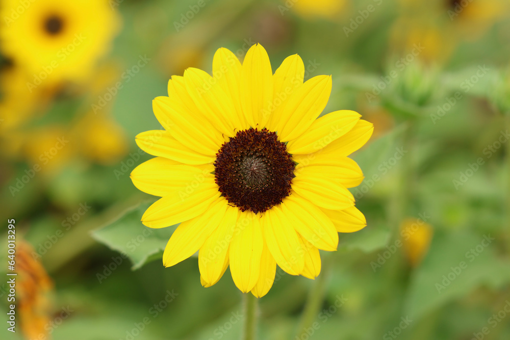 sunflower in the garden sunflower in the garden