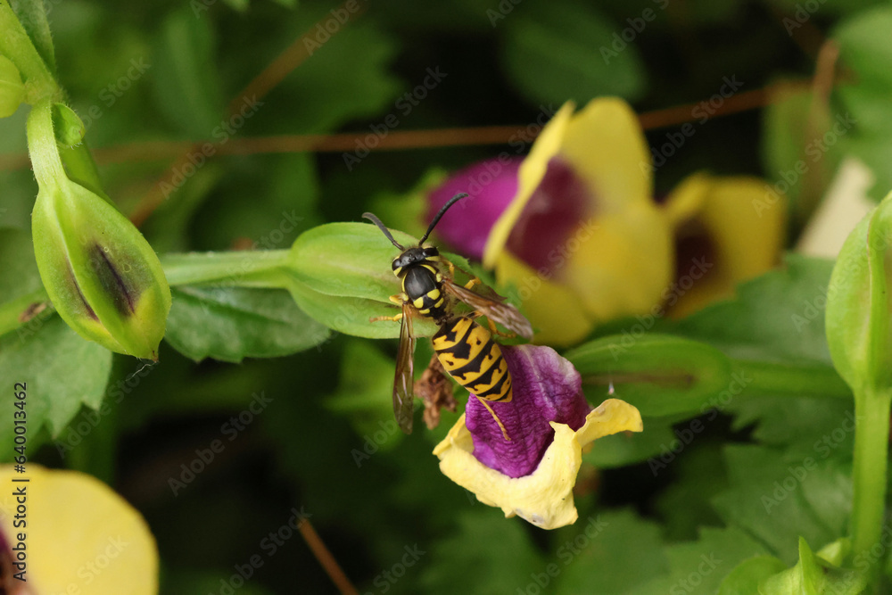 Fototapeta premium butterfly on flower