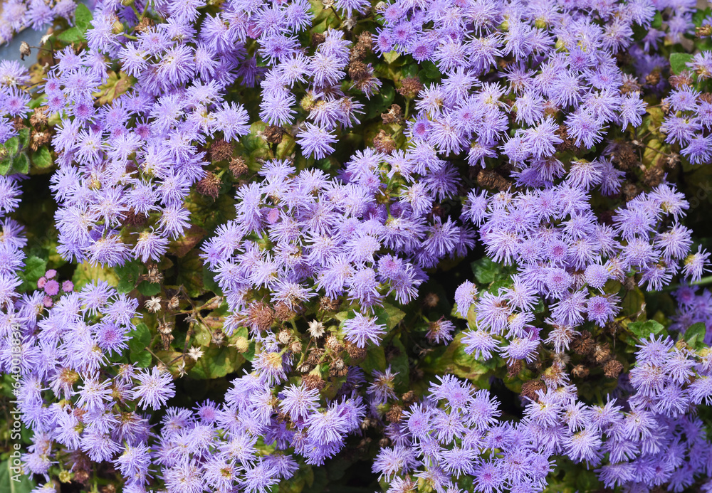 Fototapeta premium Close up of light purple ageratum