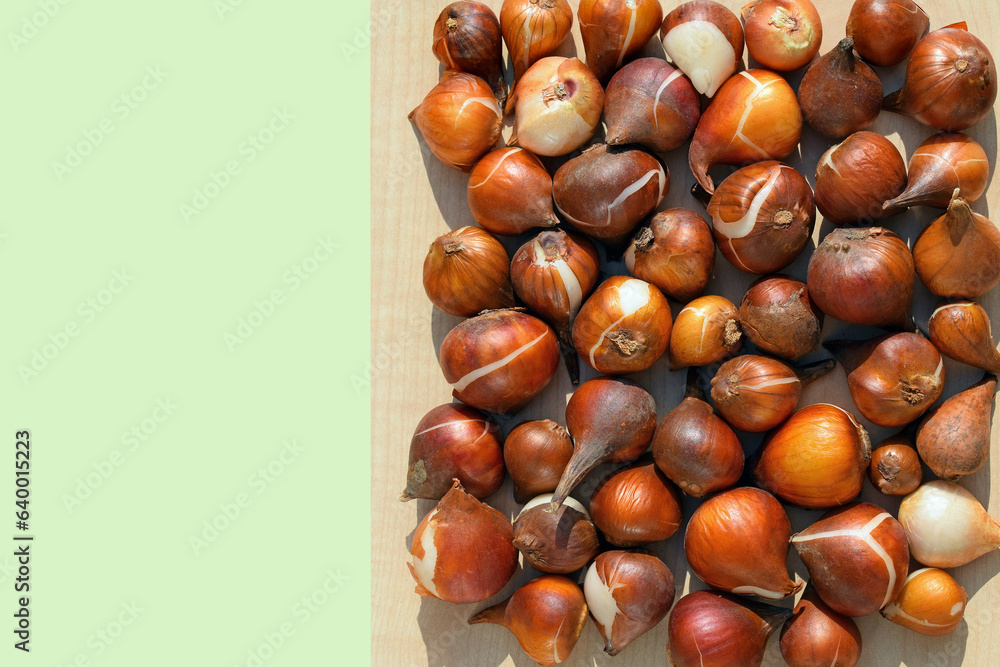 Group of tulip bulbs, copy space for text. Concept of gardening and growing ornamental plants Group of tulip bulbs, copy space for text. Concept of gardening and growing ornamental plants