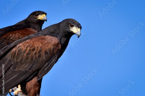 Two Harris Hawks against a blue sky. © bonniefink