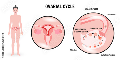 ovarian cycle, gynecology infographic, medical illustration 