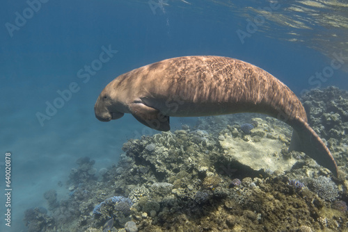 Dugong swimming near coral reef. Cute marine animal. Rare sea mammal (Dugong dugon)