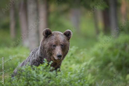 brown bear in the woods close up smiling in Estonia Baltic States Europe detail male female trees hunting © JTP Photography