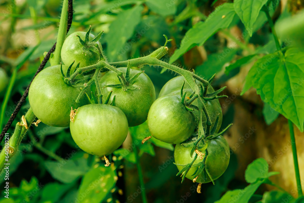 Unripe green tomatoes on branch. Unripe green tomatoes on branch.