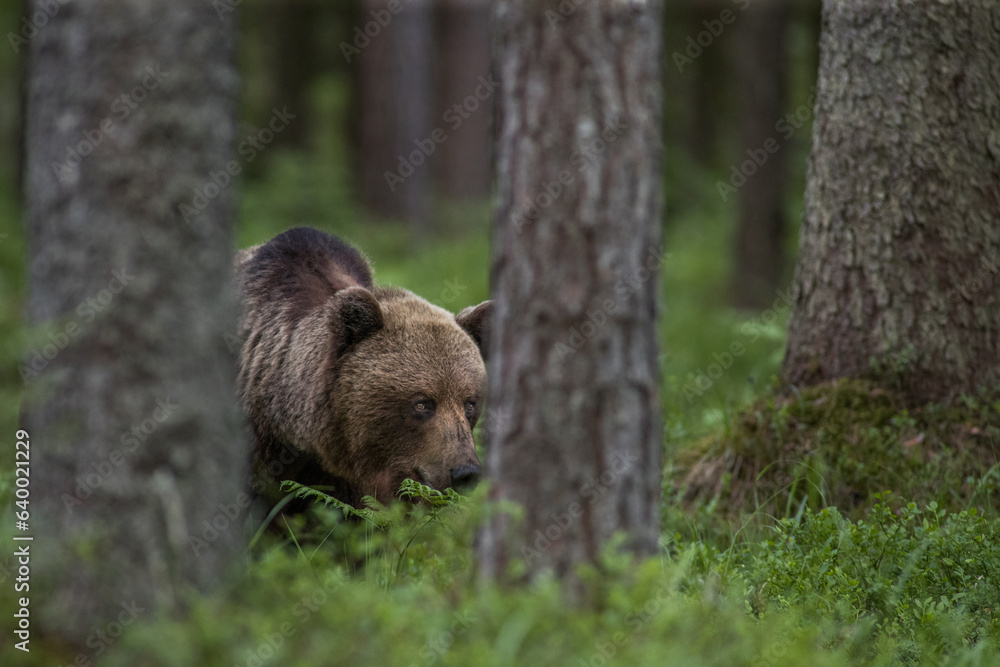 brown bear in the woods close up smiling in Estonia Baltic States Europe detail male female trees hunting brown bear in the woods close up smiling in Estonia Baltic States Europe detail male female trees hunting