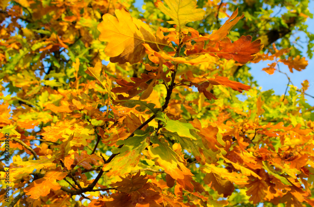 yellow oak leaves in autumn on a sunny day