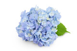 Blue Hydrangea flower isolated on white background