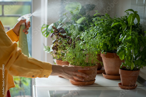 Woman spraying water plants in pots on table at home, hands close-up. Gardening, growing eco healthy edible greenery for cooking, prepare food, culinary, cuisine. Hobby, leisure, plant lover concept. 