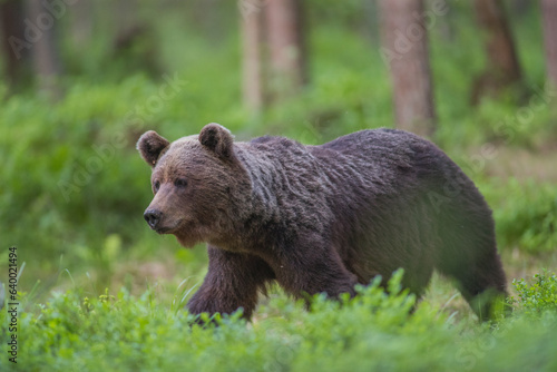 brown bear in the woods close up smiling in Estonia Baltic States Europe detail male female trees hunting