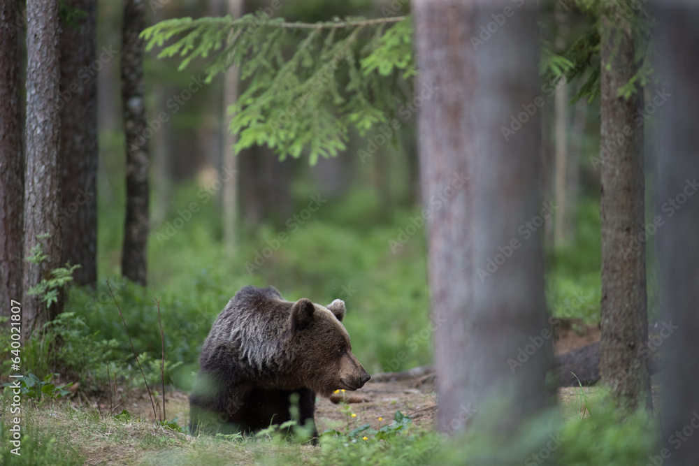 brown bear in the woods close up smiling in Estonia Baltic States Europe detail male female trees hunting