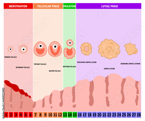  Hormone levels, ovarian cycle, endometrium layer