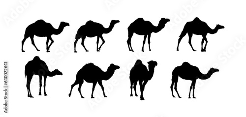 Camel, dromedary - set of camel silhouettes