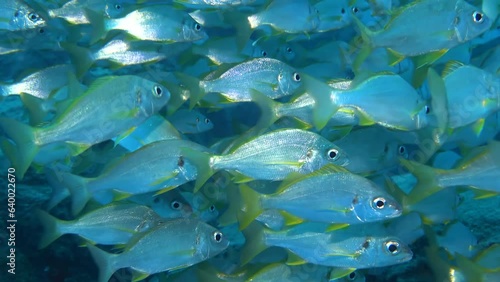  A beautiful coral fish schooling in the sea in crystal clear water. Scuba divers in backstage filming the reef.