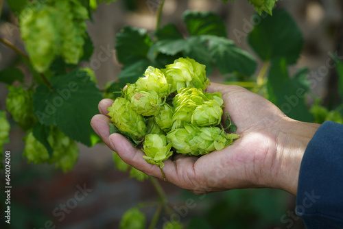 Hops in Northeast China in August