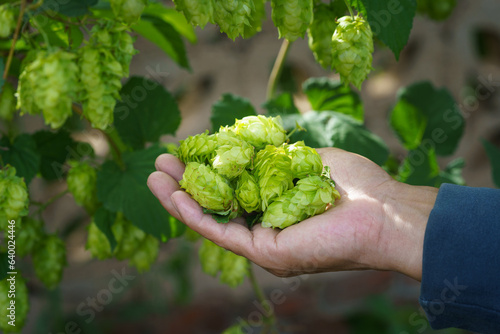 Hops in Northeast China in August