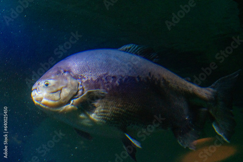 Photography Wild Animals around de zoo.