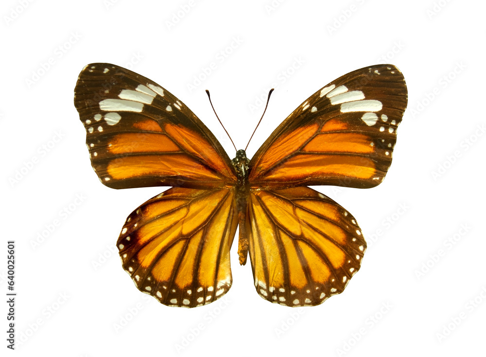 Fototapeta premium Orange Monarch Butterfly (Danaus plexippus) isolated on transparent background. Object with clipping path.