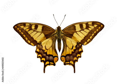 Old world Swallowtail Butterfly (Papilio Machaon), isolated on transparent background.