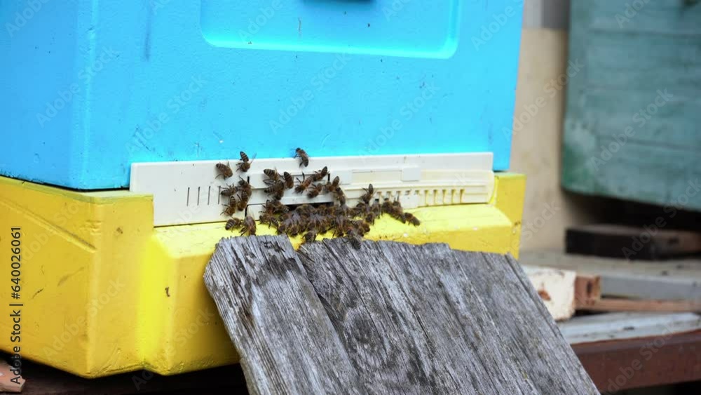 Beehives in the apiary. Honey production. Bees works in the apiary. Beekeeping. Beehives in the apiary. Honey production. Bees works in the apiary. Beekeeping.