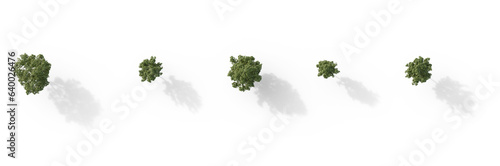 Fototapeta Naklejka Na Ścianę i Meble -  Top View Set of middle and small trees sycamore platanus maple street trees in overcast light with shadow isolated png on a transparent background perfectly cutout