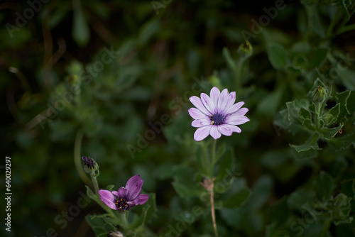 Blossoming Elegance: A close-up capture reveals the delicate intricacies of a flower, offering a glimpse into its captivating world. The 'copy space' provided invites your imagination to bloom alongsi photo