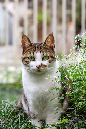 cat in the garden